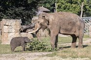 Malé slonice průběžně chodily za samcem Ankhorem a očichávaly ho. Na snímku starší z obou slůňat – Lakuna, jejíž jméno má v sinhálštině význam „Znamení“.