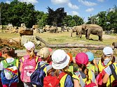 Zoo úspěch oslaví vstupem pro děti za korunu.