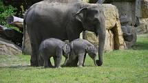 Slůňata z pražské zoologické zahrady, které se narodila jen pár týdnů po sobě, se společně se sloními matkami ukázala návštěvníkům ve venkovním výběhu.