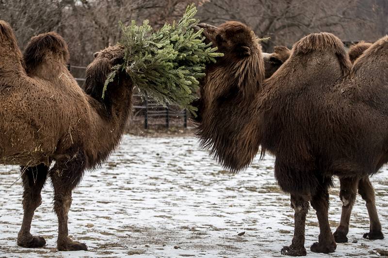 Zvířata z pražské zoo si zpestřila jídelníček vánočními stromky. 