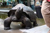 Prázdninové krmení například želv obrovských a slonů v ZOO Praha dýněmi.