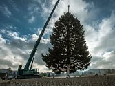 Vánoční smrk z Rynoltic na Liberecku už stojí na Staroměstském náměstí v Praze. Osmitunový strom převezl tahač.