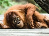 Orangutan patří k nejohroženějším živočichům světa.
