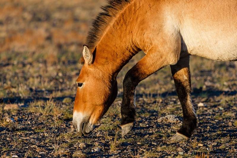 Současné Mongolsko: jurty, ale i moderní stavby dopravní zácpy. Ale také stále ještě jezdci na koních…