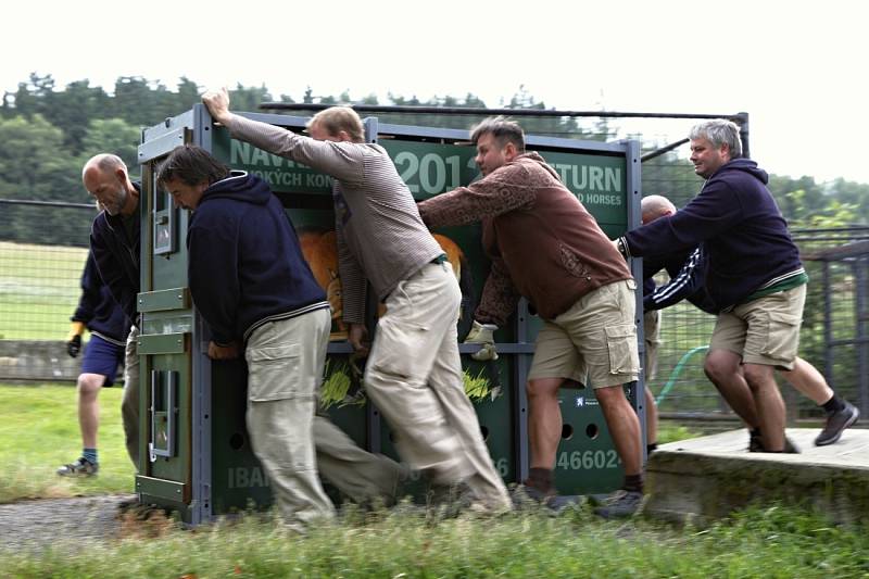 Čtyři klisny koně Převalského ze Zoo Praha budou v pondělí odpoledne transportovány z kbelského letiště do Mongolska