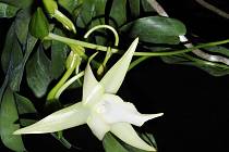 Z výstavy orchidejí v Botanické zahradě v Praze: Orchidej Angraecum sesquipedale neboli Madagaskarská hvězda.