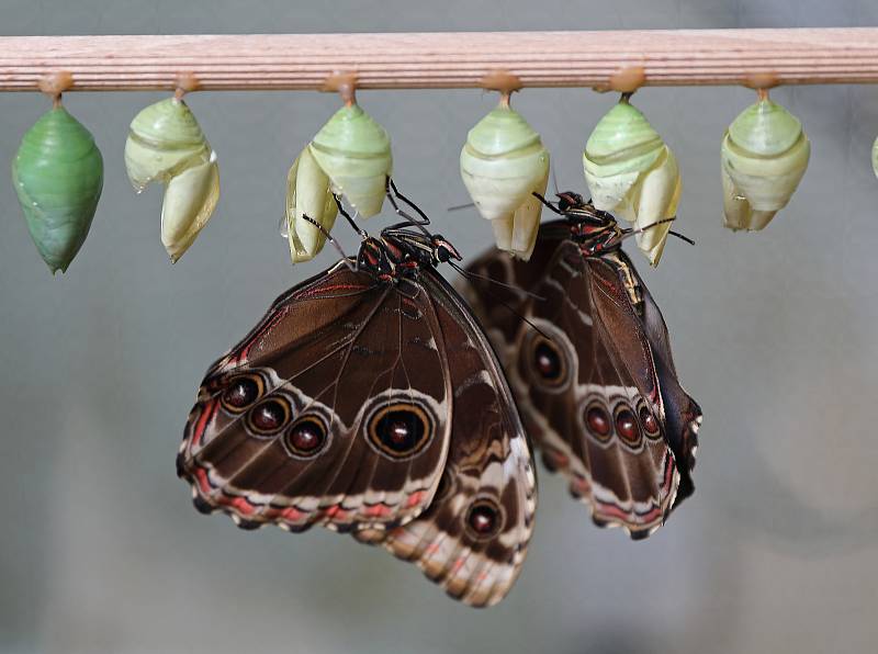 Trojská botanická zahrada slavnostně zahájila ve skleníku Fata Morgana v pořadí už sedmnáctou výstavu tropických motýlů.