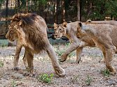 Zoo Sakkarbaug v indickém Gudžarátu a tamější lvi indičtí, kteří mají být letos v létě převezeni do pražské zoo.