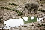 Sloni z pražské zoologické zahrady si pochutnali na větvích vánočního stromu ze Staroměstského náměstí.