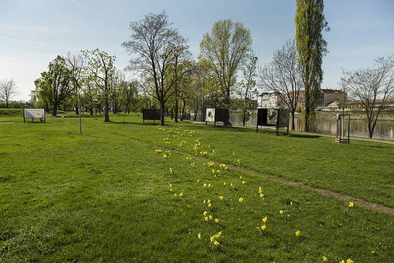 Narcisy tvoří cestičky po Vítkově, Karlíně i na Štvanici