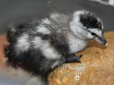 Jedno z letošních mláďat. Odchov kachniček obojkových se zařadil mezi letošních top 5 ptačích odchovů pražské zoo. 