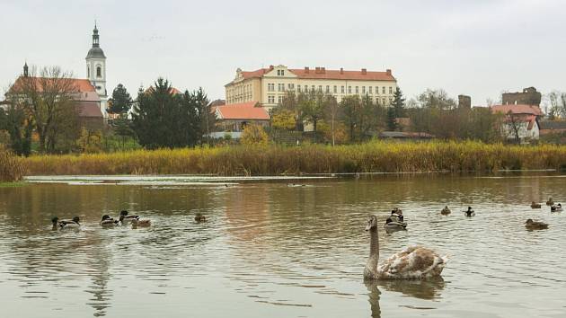 Mlýnský rybník je sice krásnou dominantou Říčan u Prahy, ale dlouhá léta se jeho stav zhoršoval.