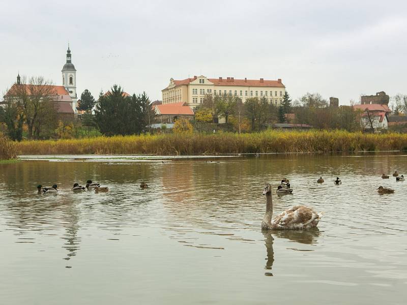 Mlýnský rybník je sice krásnou dominantou Říčan u Prahy, ale dlouhá léta se jeho stav zhoršoval.