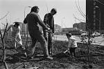 Na brigádě. Sídliště v Kobylisích patří dlouhodobě ke kvalitnějším obytným celkům zasazeným do zeleně. V roce 1975 brigádníci vysazovali v okolí domů mladé stromky.