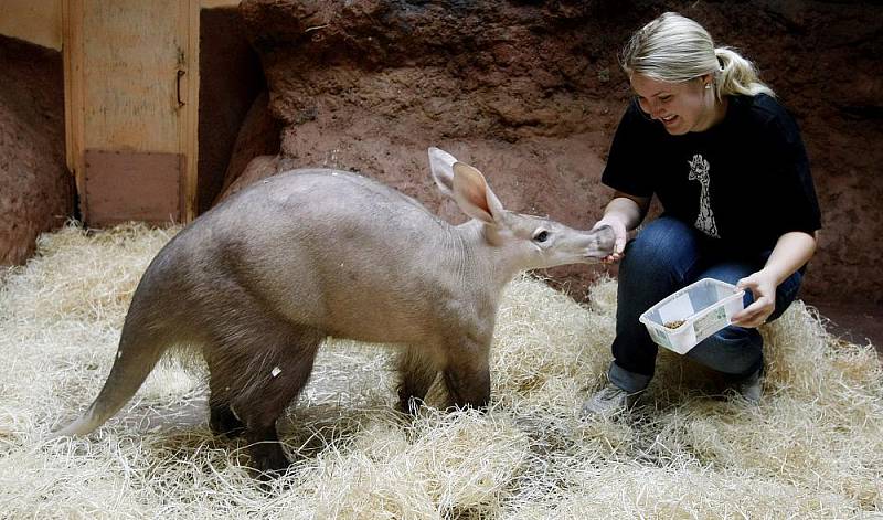 Redaktorka Pražského deníku si vyzkoušela práci ošetřovatelky v Africkém pavilonu v pražské zoologické zahradě.