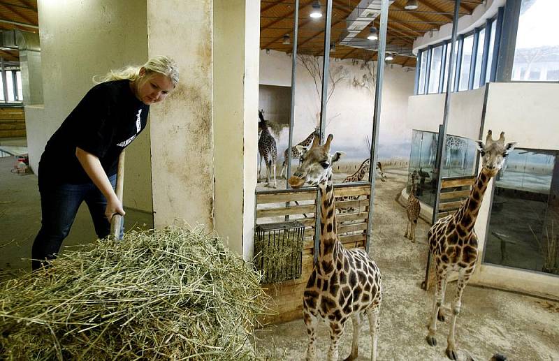 Redaktorka Pražského deníku si vyzkoušela práci ošetřovatelky v Africkém pavilonu v pražské zoologické zahradě.