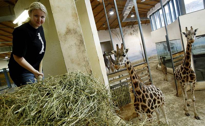 Redaktorka Pražského deníku si vyzkoušela práci ošetřovatelky v Africkém pavilonu v pražské zoologické zahradě.