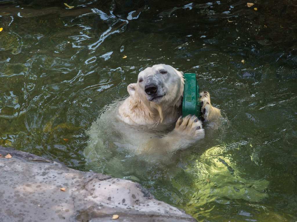 Lední medvědi dováděli s novými hračkami a bavili návštěvníky pražské zoo -  Pražský deník