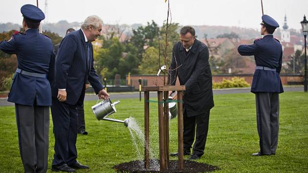 Prezident republiky Miloš Zeman symbolicky v reprodukčních zahradách Pražského hradu zalil lípu, kterou dostal ke svým 70. narozeninám.