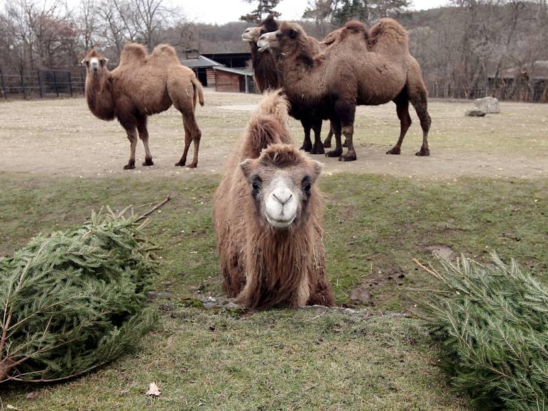 Krmení zubrů, velbloudů a slonů vánočními stromky včetně stromu ze Staroměstského náměstí v pražské zoo.