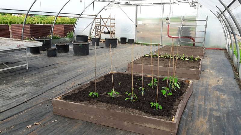 Domácí rajčata si můžete vypěstovat, i když nemáte zahradu