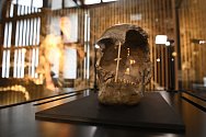 Národní muzeum představilo 2. června 2021 v Praze fosilní lebku ženy, která žila v době před více než 45 000 lety.