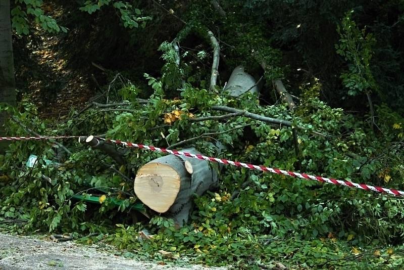 Následky silného větru ve Stromovce a v Letenských sadech.