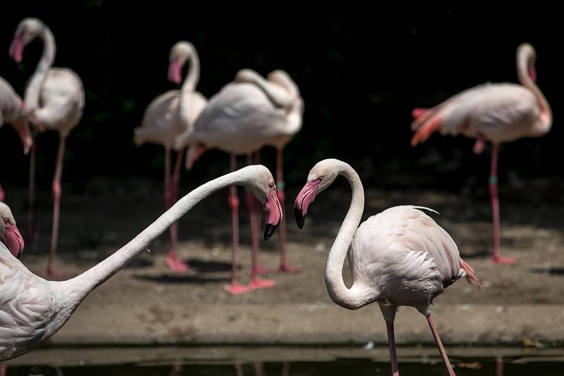 Tisíce lidí navštívili 6. července pražskou zoo. Plameňáci