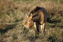 kůň Převalský v Mongolsku