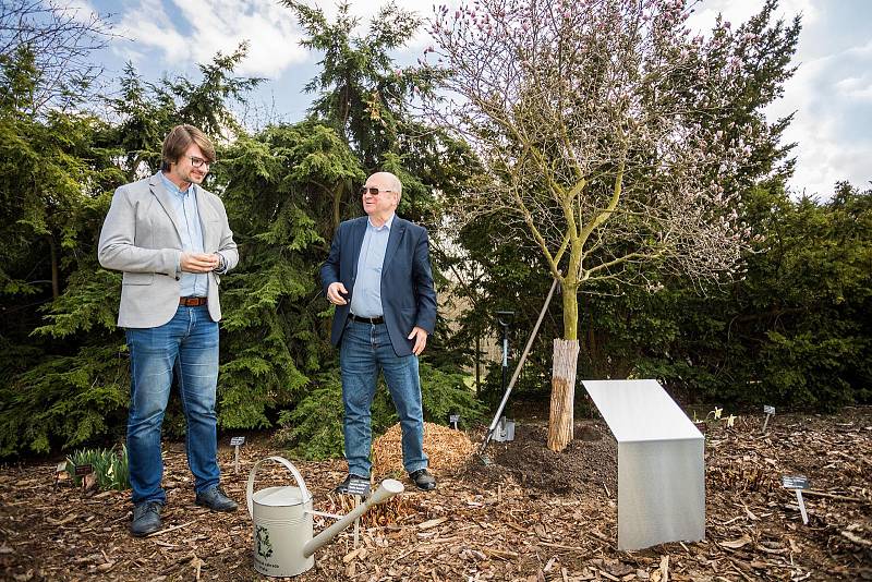 Vladimír Remek vysadil vzácný strom. Na snímku s Bohumil Černým - pověřeným řízením Botanické zahrady.