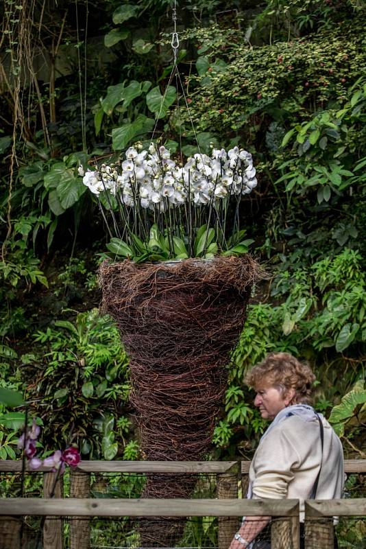 Z výstavy 'Orchideje - královny opylovacích triků' ve skleníku Fata Morgana v Botanické zahradě v Praze.