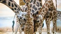 Žirafí samička narozená v pátek 25. ledna 2019 už skotačí se zbytkem stáda.