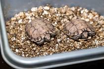 Dvě mláďata želv dlaždicovitých mají nyní velmi měkký krunýř a zůstávají prozatím v zázemí. První rozmnožení tohoto druhu v evropských zoologických zahradách je výsledkem patnáctiletého snažení týmu kurátora Petra Velenského