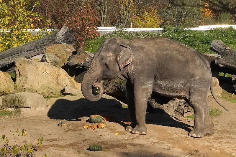 Prázdninové krmení například želv obrovských a slonů v ZOO Praha dýněmi.