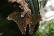 Attacus Caesar. 