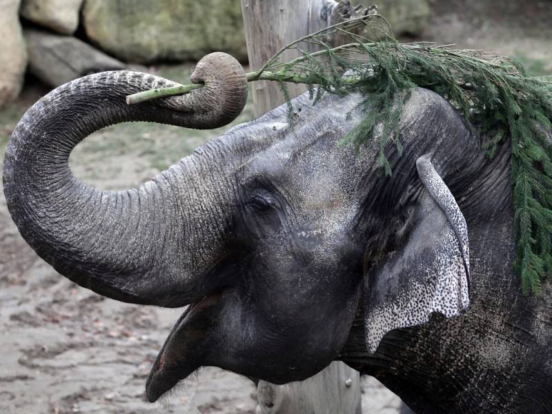 Krmení zubrů, velbloudů a slonů vánočními stromky včetně stromu ze Staroměstského náměstí v pražské zoo.