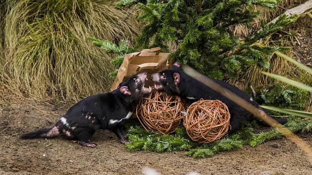 Neprodané vánoční stromky udělaly radost zvířatům v pražské zoo