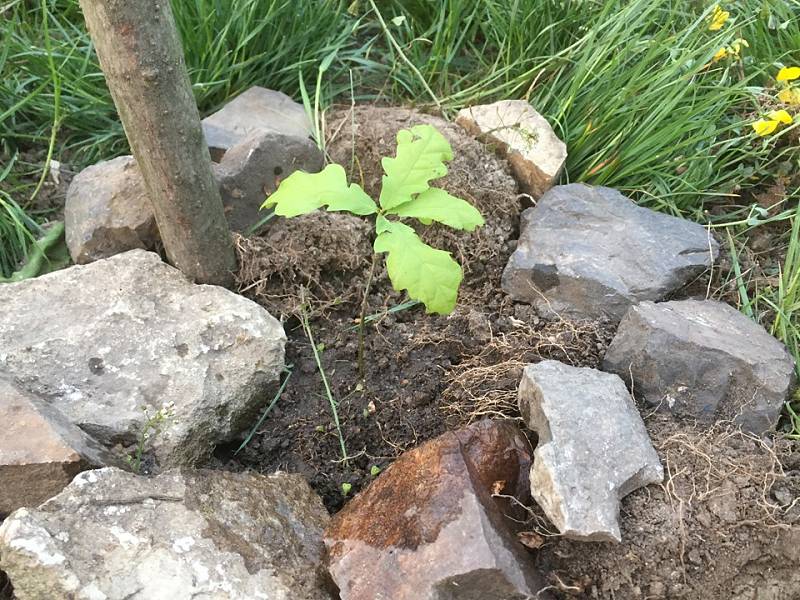 Sázení stromů jako jedna z forem tzv. guerilla gardeningu v Praze na Vypichu.