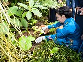 Při oficiální návštěvě vietnamského prezidenta navštívila první dáma Mai Thi Hanh pražskou botanickou zahradu. V tropickém skleníku zasadila rostlinu Arisaema claviforme.