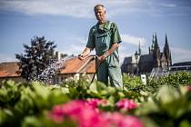 Produkční zahrady Pražského hradu se opět po roce otevřenou veřejnosti.