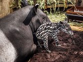 Miminko tapíra čabrakového se narodilo matce Indah a otci Nikovi