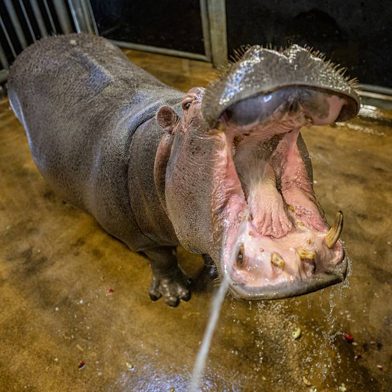 Čištění zubů a tlamy hrochů patří k oblíbenému zpestření u hrochů. Nový hroší samec Tchéco v Zoo Praha má nejraději silný proud vody z obyčejné hadice. Nechává si jím masírovat dásně, zuby a jazyk.