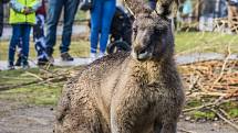 Štědrý den v pražské zoologické zahradě.