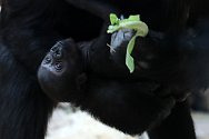 Gorilí samička narozená v pražské zoo dostala jméno Mobi.