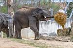 Oslava Maxových 5. narozenin a Velikonoce 2021 u slonů v pražské zoo.