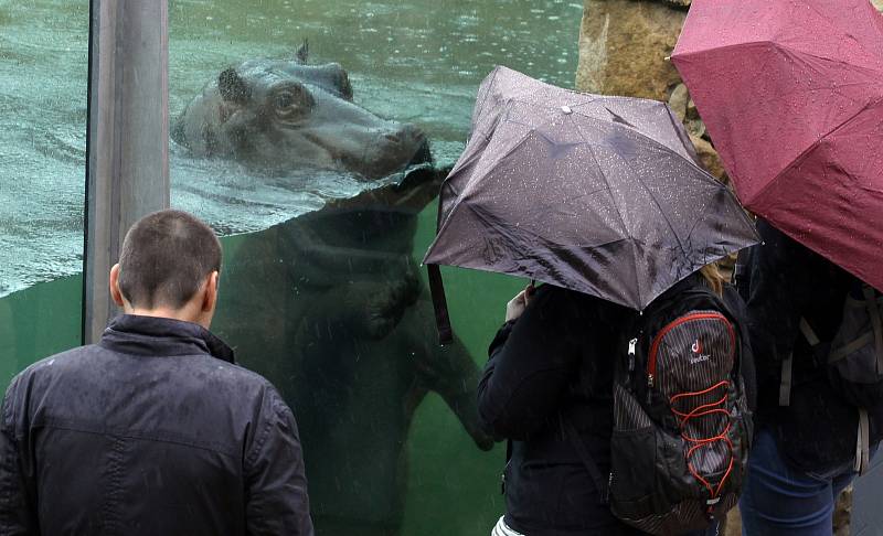 Výběh hrochů v pražské zoo. 