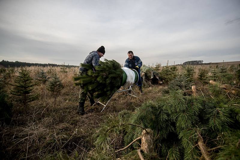 Balení vánočních stromků pro převoz do firmy Zafido na plantáži v obci Konětopy ve Středních Čechách 24. listopadu.