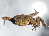 Vodnice posvátné, vzácné žáby z jezera Titicaca.