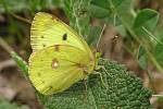 Žluťásek jižní (Colias alfacariensis) 