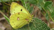 Žluťásek jižní (Colias alfacariensis) 